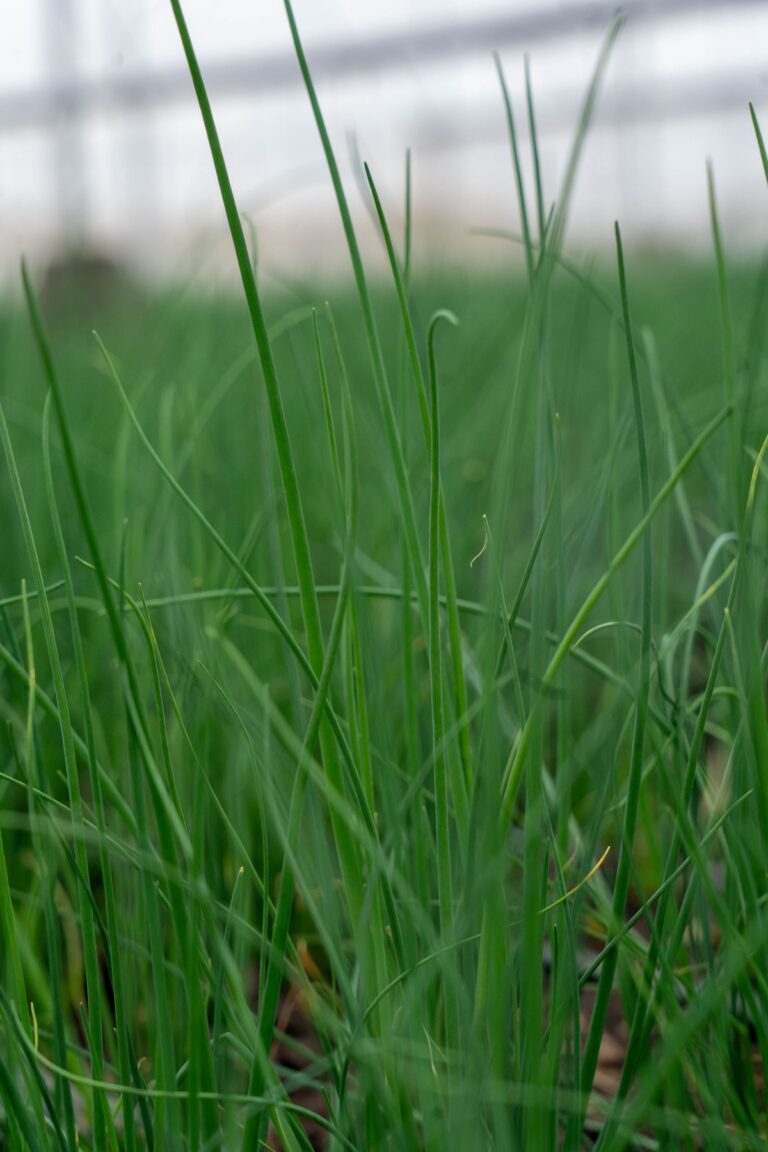 Chives for export