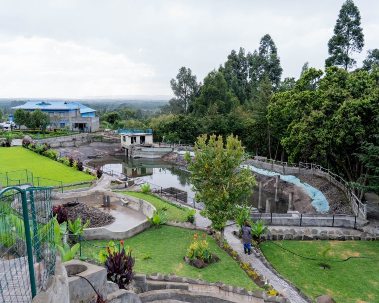 Trout farming at Salient Growers