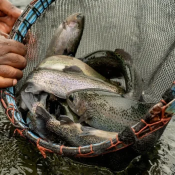 Salient growers trout fish from the aberdares